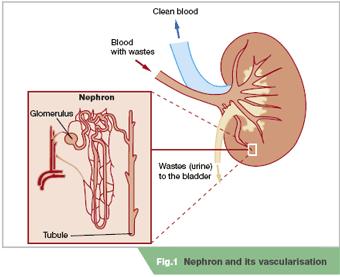 Urine formation involves glomerular filtration, tubular reabsorption, and