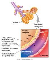 dioxide in the alveoli. 3.