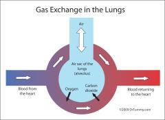 Oxygen needs to diffuse from the alveoli into the blood. 6.