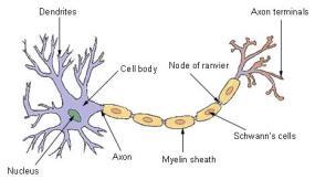 potential in neuron C.