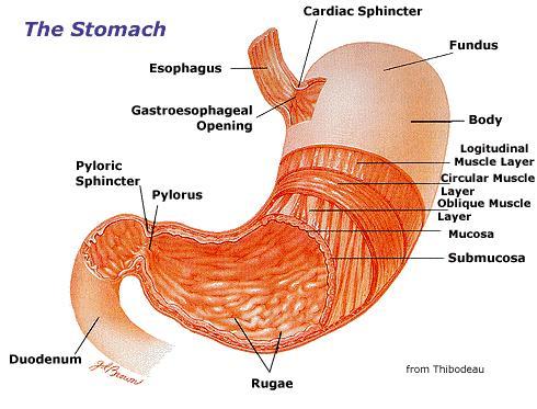 Contracted muscles Sphincter relaxed Diges&on in the Stores food Secretes gastric juice (enzymes) converts a meal to acid chyme Mechanically