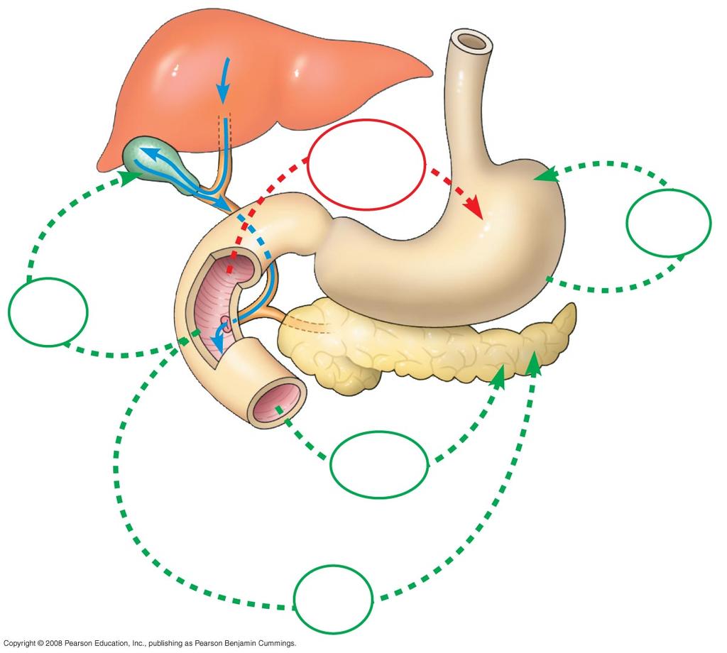 Gallbladder Bile Liver peristalsis Secretin and CCK Gastrin + Gastric