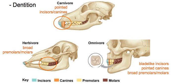 anal Colon Evolu&onary adapta&ons Diges&ve systems of vertebrates varia&ons on a common plan