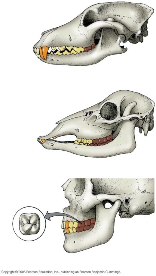 Some Dental Adapta&ons Den&&on Animal s assortment of teeth Mammals
