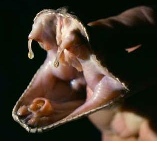 Molars Premolars (a) Carnivore (b) Herbivore The teeth of poisonous