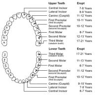 E. Teeth 1. Develop in alveolar processes 2.