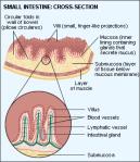 Distention of the intestinal wall parasympathetic