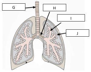 Contraction of diaphragm 2. Relaxation of diaphragm 3. Volume of lungs decreases, pressure increase 4. Contraction of external intercostal 5. Contraction of internal intercostal 6. Chest rises 7.