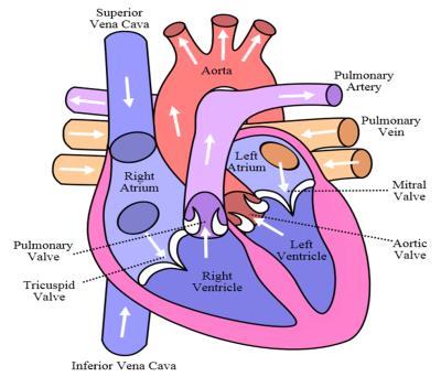 Basic Cardiac Anatomy Blood Flow Through the Heart Septum 1. Blood enters right atrium via inferior & superior vena cava 2.