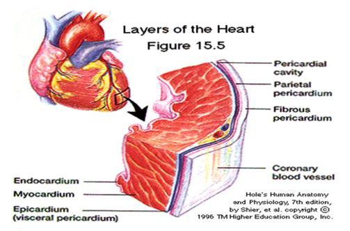 Left atrium contracts, sending blood through the mitral valve and into the left ventricle 6.