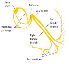 AV/Junctional Node 40-60 bpm The further down in the conduction system, the slower the rate Purkinje/Ventricles 20-40 bpm SA Node AV/Junctional Node Purkinje fibers/ventricle 60-100 bpm 40-60 bpm