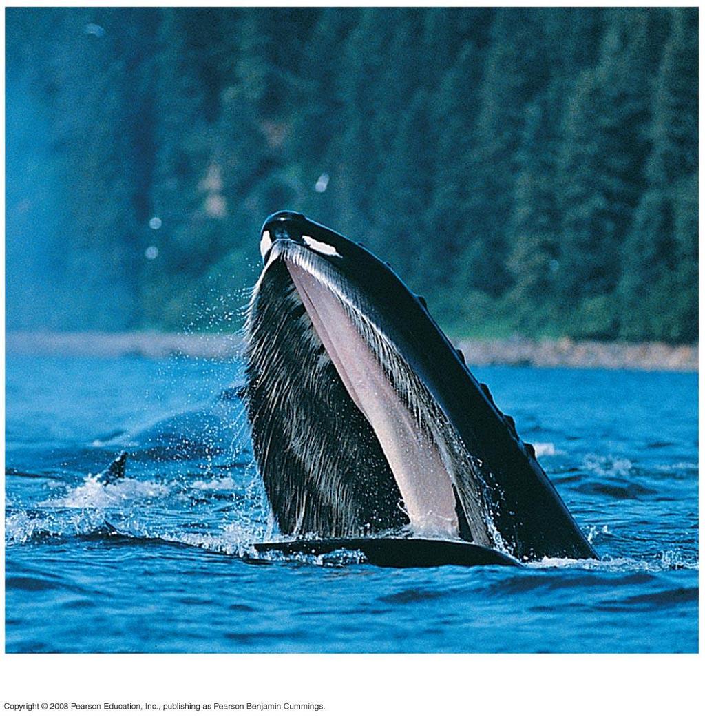 Fig. 41-6a Baleen Humpback