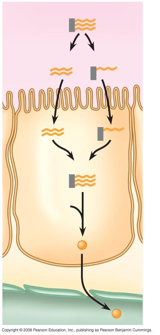 Fig. 41-16 Lumen of small intestine Triglycerides Epithelial cell Fatty acids