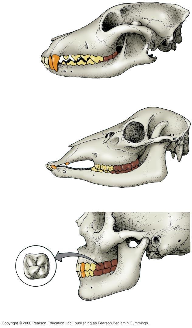 Fig. 41-18 Incisors Canines Premolars (a)