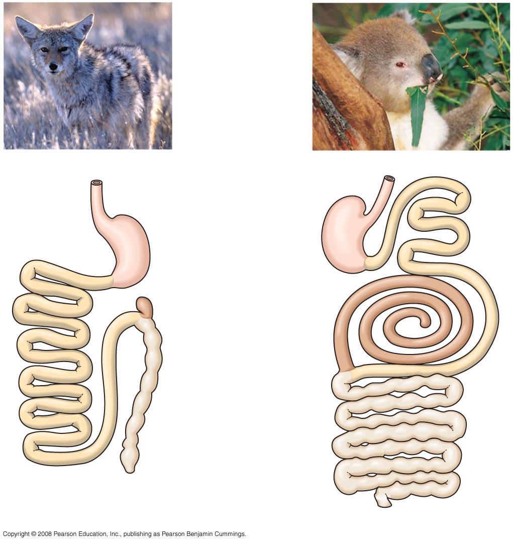 Fig. 41-19 Small intestine Small intestine