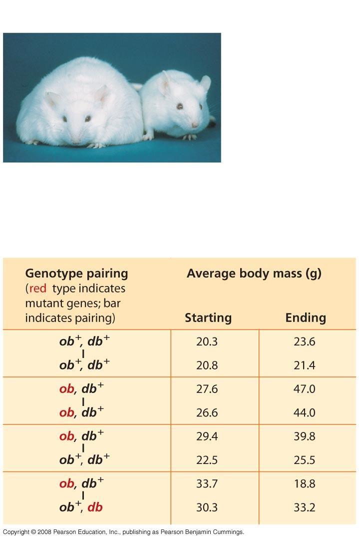 Fig. 41-24 EXPERIMENT Obese mouse with mutant