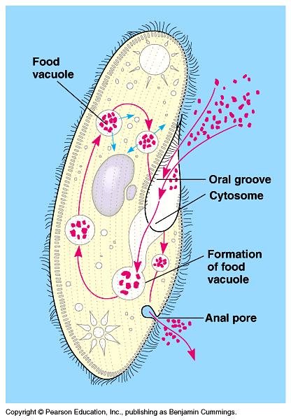 Intracellular Digestion In intracellular digestion, food particles are engulfed by phagocytosis This takes