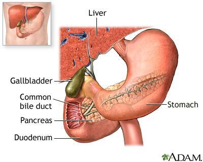 The first portion of the small intestine is the duodenum, where chyme from the stomach