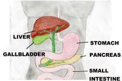 Bile Production by the Liver In the small intestine, bile aids in digestion and absorption of fats