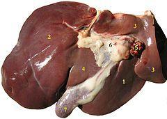 more on liver function Focus on the liver The liver regulates