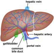 detoxifies many organic molecules The hepatic portal vein carries