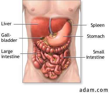 Absorption in the Small Intestine The small intestine has a huge