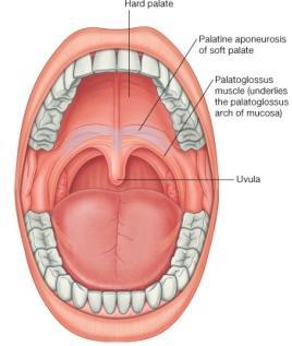 Oral Cavity Epithelium: Cheeks, oral surface of