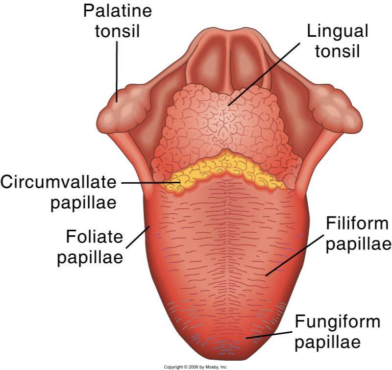 Tongue Ventral of tongue: Non keratinized