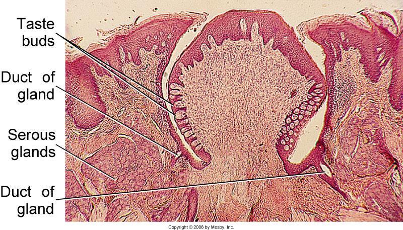Continued Tongue Circumvallate: 8-12 Surface epithelium: Keratinized Wall