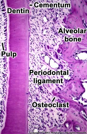 Periodontal Ligament (PDL) Dense specialized connective tissue Location: between cementum & alveolar Bone Fibers:
