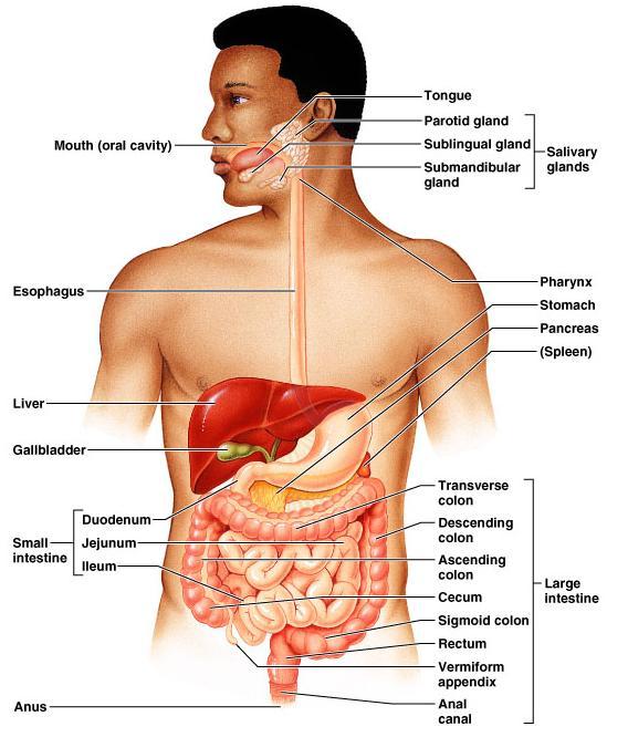 Gastrointestinal tract (GIT) tract: Upper GIT: Oral cavity + Esophagus + Stomach Lower GIT: Small