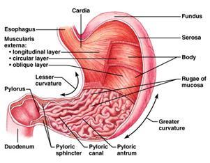 Stomach Mucosa: Epithelium: Simple columnar