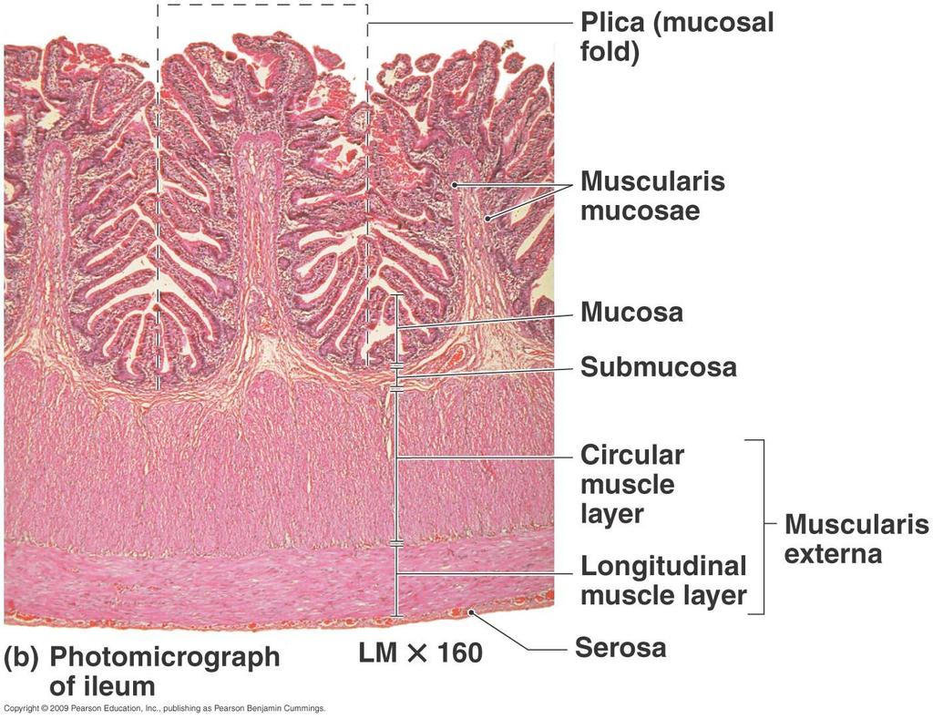 Continued Small Intestine Mucosa: Epithelium: Simple