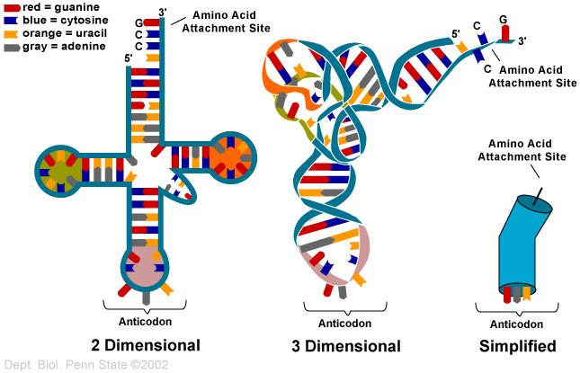 The enzyme that binds each trna to the appropriate amino acid forms a covalent bond between the trna and amino acid.