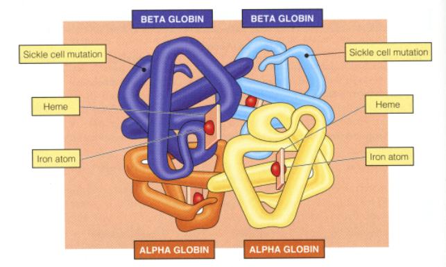 In this section of the activity, students analyze how transcription and translation of the beginning of the gene for the beta globin polypeptides in the hemoglobin tetramer protein.