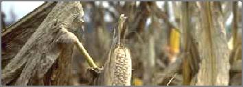 Mycotoxins in Montana MT produced grains and feed stuffs Ergot