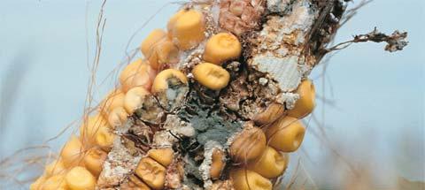 Grain storage molds Penicillium ear