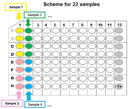samples in duplicate per plate) VII.1. The microplate provided with the kit is pre-filled with a positive control (well H12 closed with a sticker).