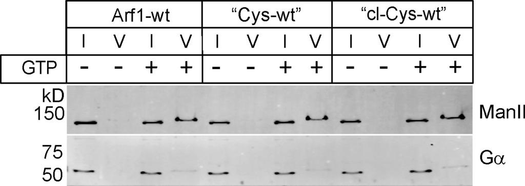 Figure S4. COPI reconstitutions from Golgi membranes with Arf1-Cys variants to analyze cargo markers included in or excluded from the vesicles.