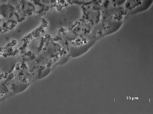 Video 1. Analyzing membrane surface activity of N 17-Arf1.