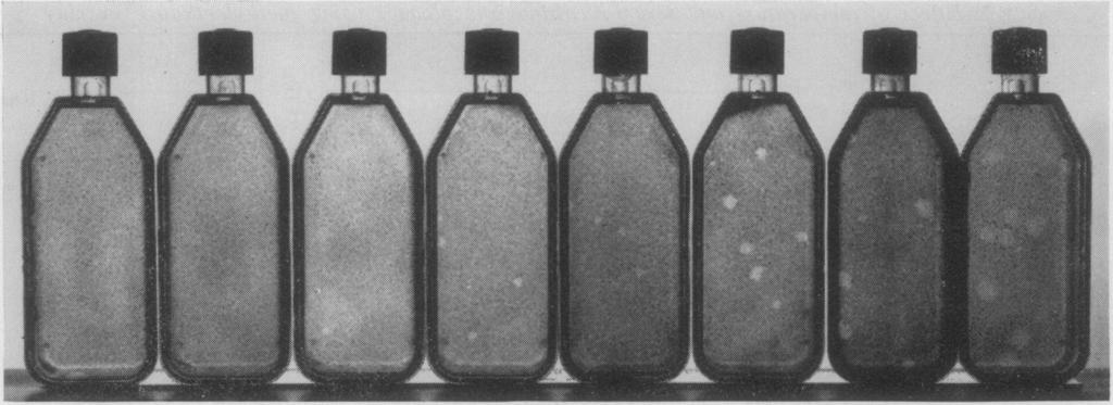 1334 DOLAN ET AL. APPL. MICROBIOL. FIG. 1. Rhinovirus IA plaque formation at different days. From left to right, bottles represent days 2, 3, 4, 6, 7, 9, 10, 21. FIG. 2. Rhinovirus 2 plaque formation at different days.
