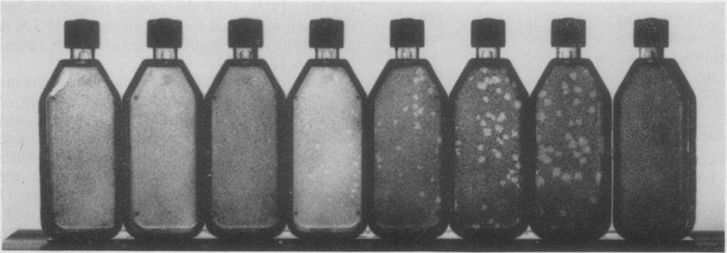 (WI-38) and a simple overlay medium consisting of BME, methylcellulose, and fetal bovine serum. The critical factor for plaque production appeared to be the preparation of methylcellulose.
