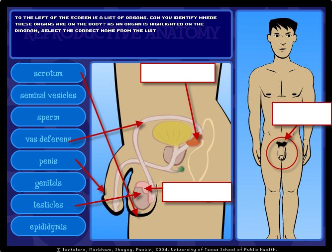 Teacher Aid to Reproductive Anatomy continued The interactive animation in the reproductive anatomy computer activity allows the student to match eight parts of the male reproductive system with the