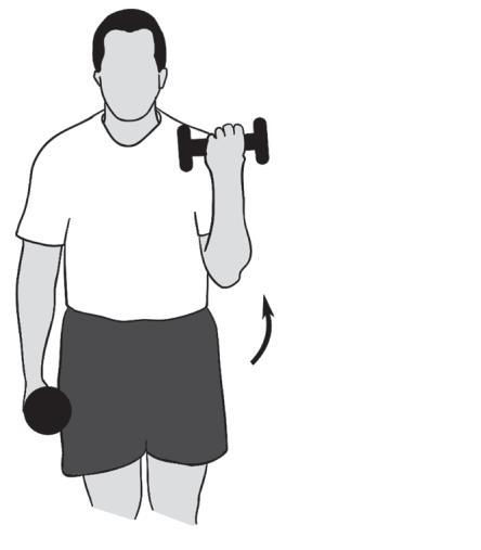 10. Elbow Flexion Biceps You should feel this exercise at the front of your upper arm Begin with a weight that allows 3 sets of 8 repetitions and progress to 3