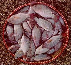 COMPLEXED TRACE MINERALS FOR REVERSAL SEX NILE TILAPIA SUMMARY REVERSAL SEX NILE TILAPIA 4 WEEK TRIALS Feeding Complexed Trace Minerals a for a 4 Week Period Increased weight gain Improved feed