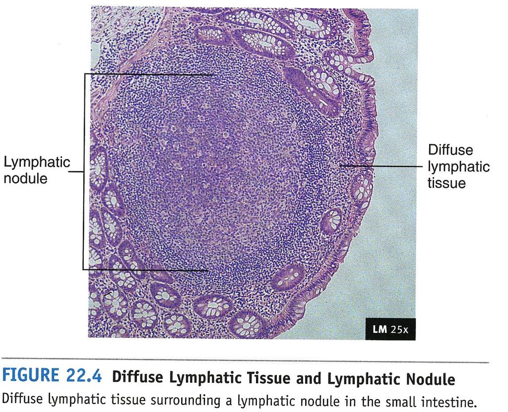 Lymphatic organs: qualify by having lymphatic tissue Cell organization Diffuse lymphatic tissue Dispersed lymphocytes, macrophages & other cells with no clear boundary.