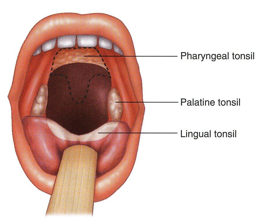 Lymphatic Organs: Tonsils Large groups of lymphatic nodules & diffuse lymphatic tissue deep in the mucus membranes of the oral cavity & nasopharynx.