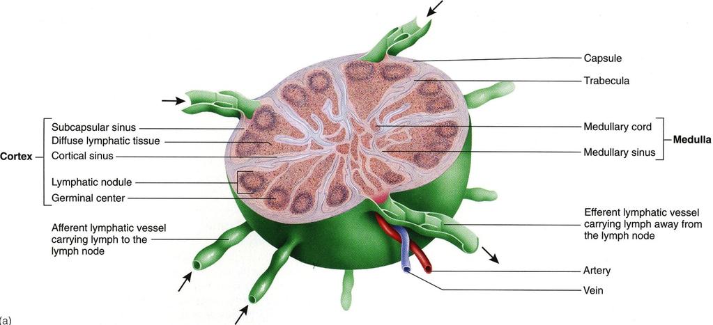 Lymphatic Organs: Lymph Nodes Figure 22.6 page 788 As lymph slowly filters thru the sinuses the macrophages lining them remove bacteria & other foreign substances.