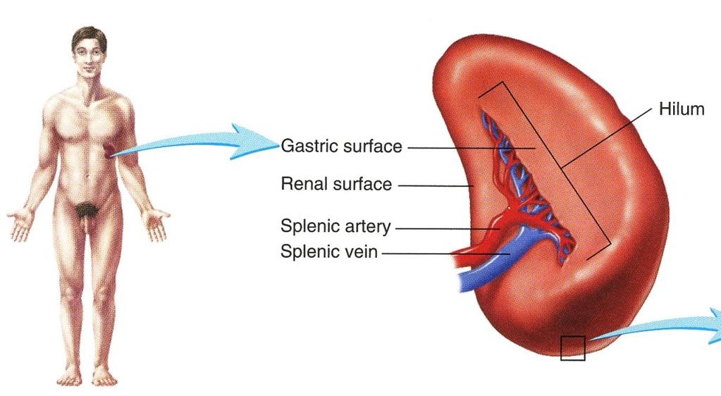 Lymphatic Organs: Spleen Located in the left superior side of the abdomen Fxn: Destroys defective RBCs Detects & responds to foreign substances in the blood Acts as a blood reservoir