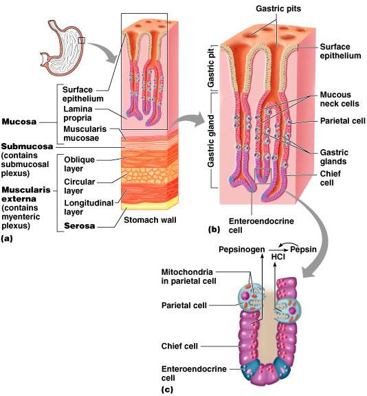 Microscopic Anatomy of the Stomach Muscularis externa Has an addi0onal oblique layer that: Allows the stomach to churn, mix, and pummel food physically Breaks down food into smaller fragments